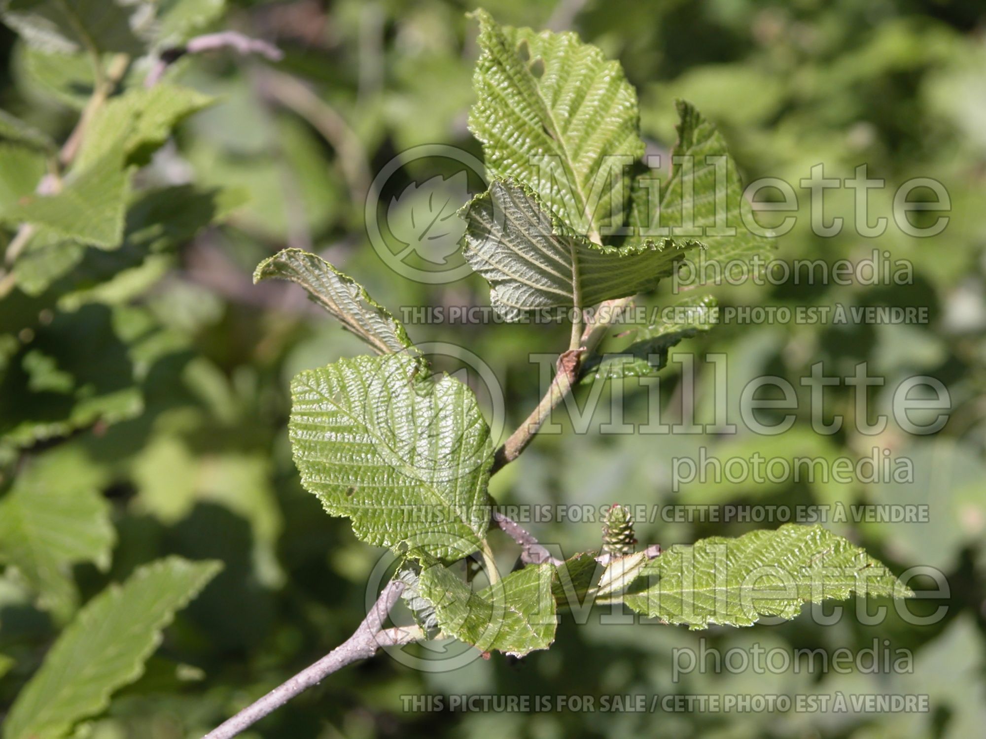 Alnus glutinosa (Black Alder) 2