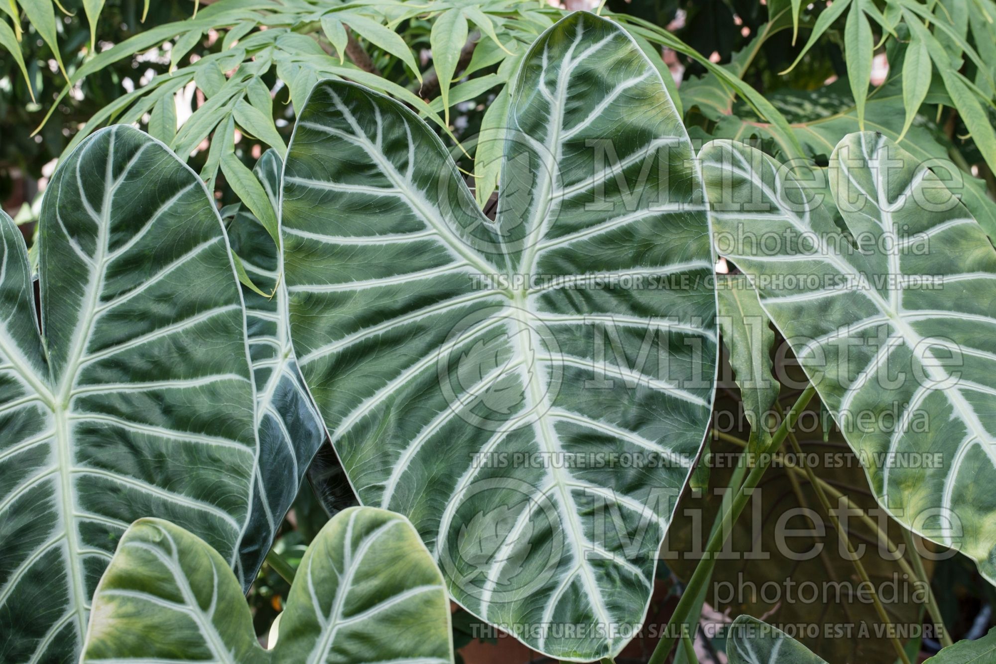 Alocasia Veitchii (Alocasia elephant ear taro) 1