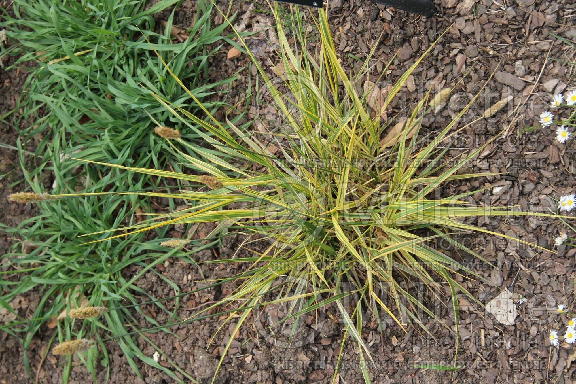Alopecurus Aureo- marginata (Foxtail Grass ornamental grass) 2