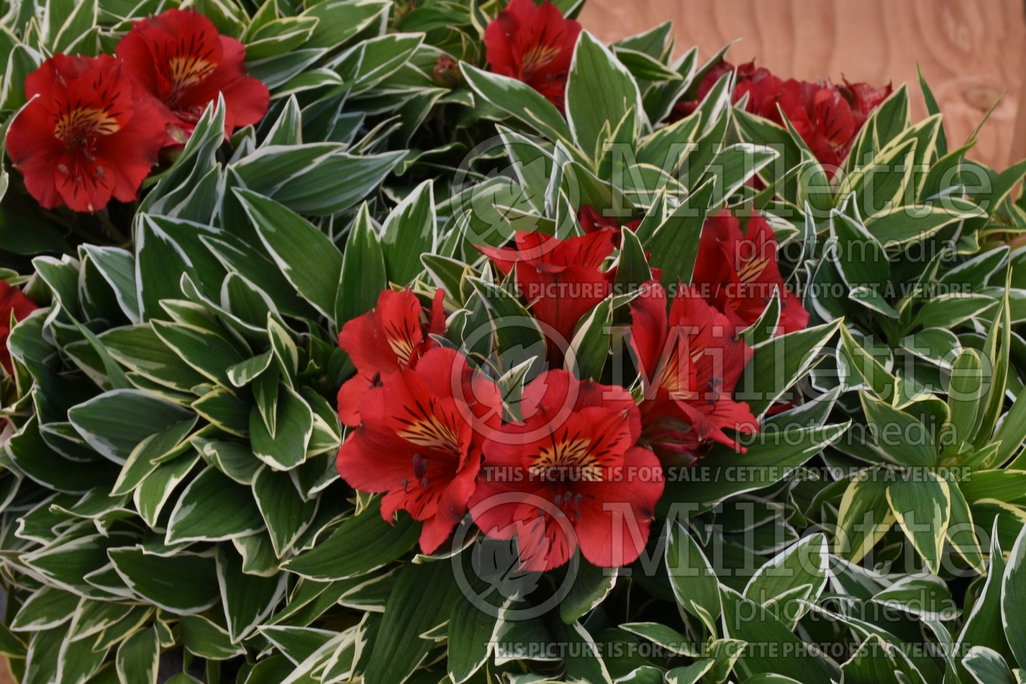 Alstroemeria Colorita Katiana (Lily-of-the-Incas) 2