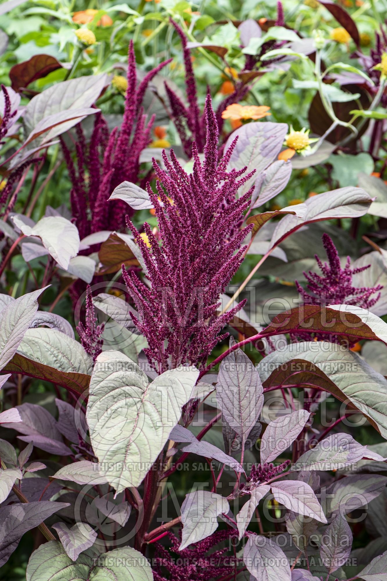Amaranthus Red Spike (Amaranth) 1