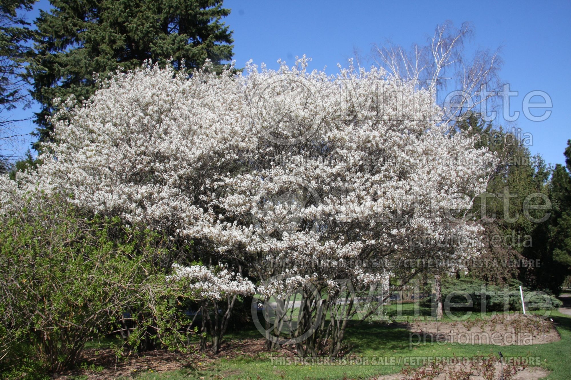 Amelanchier canadensis (Canadian serviceberry juneberry) 9