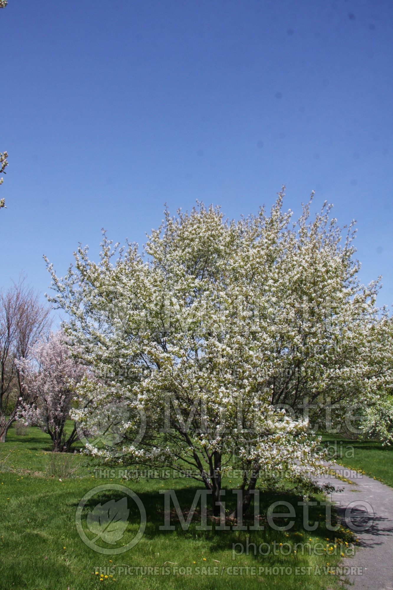 Amelanchier canadensis (Canadian serviceberry juneberry) 6