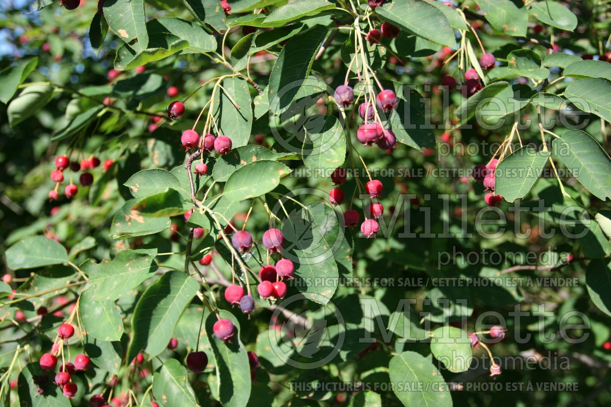 Amelanchier canadensis (Canadian serviceberry juneberry) 11