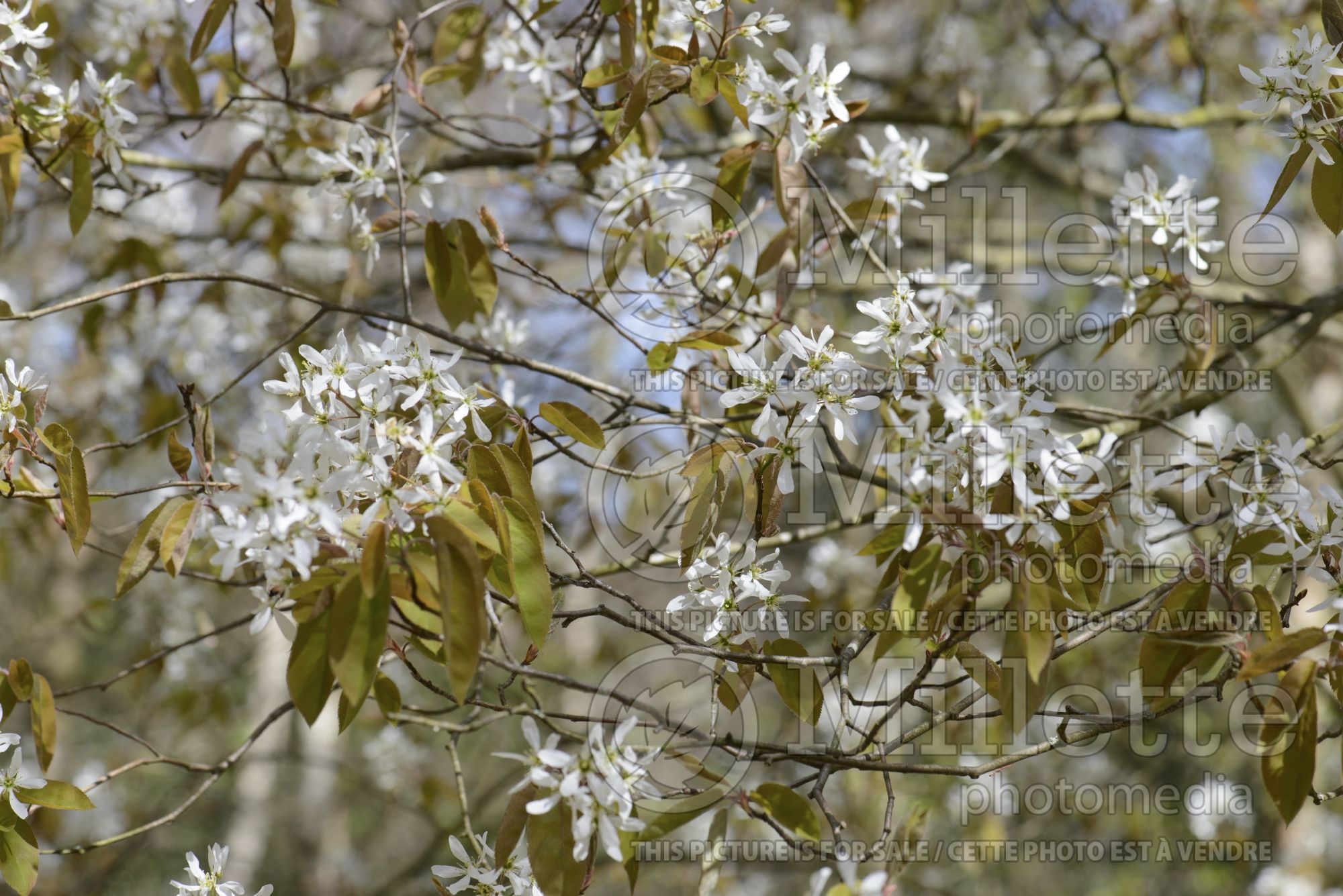 Amelanchier canadensis (Canadian serviceberry juneberry) 17
