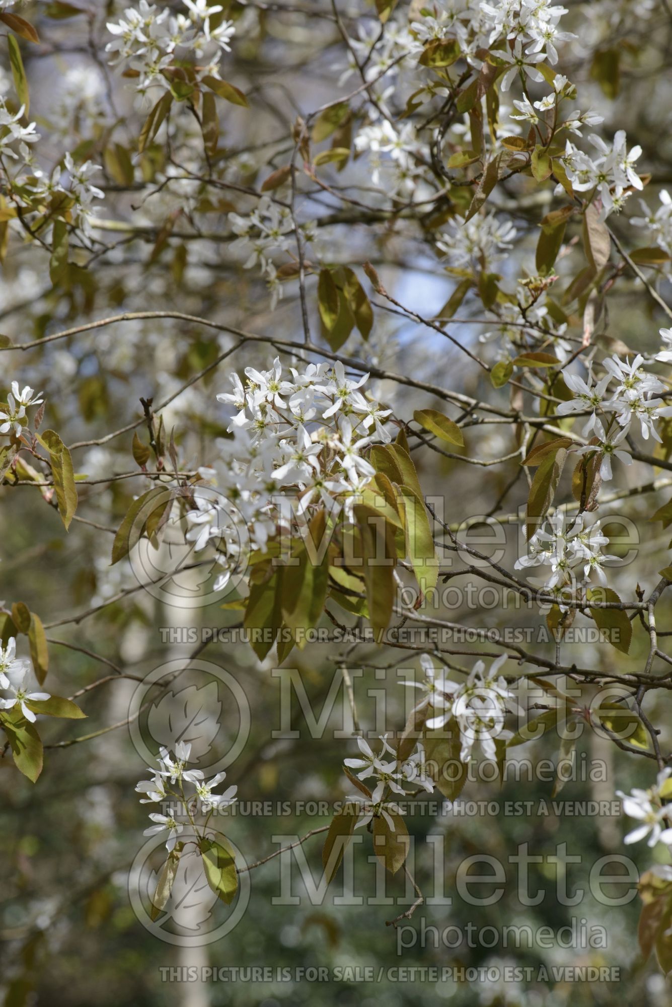 Amelanchier canadensis (Canadian serviceberry juneberry) 18