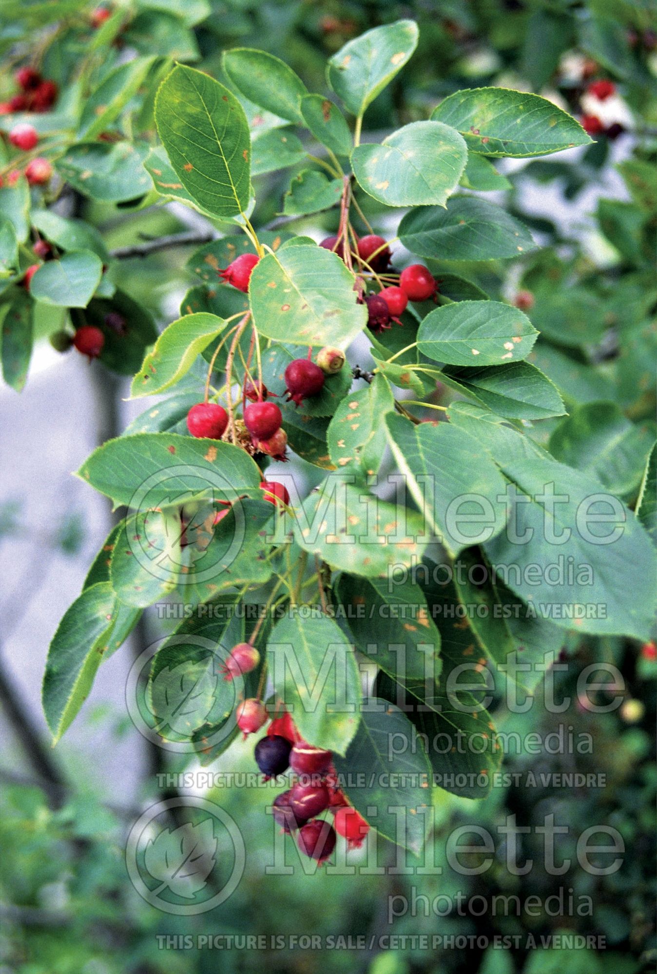 Amelanchier canadensis (Canadian serviceberry juneberry) 13