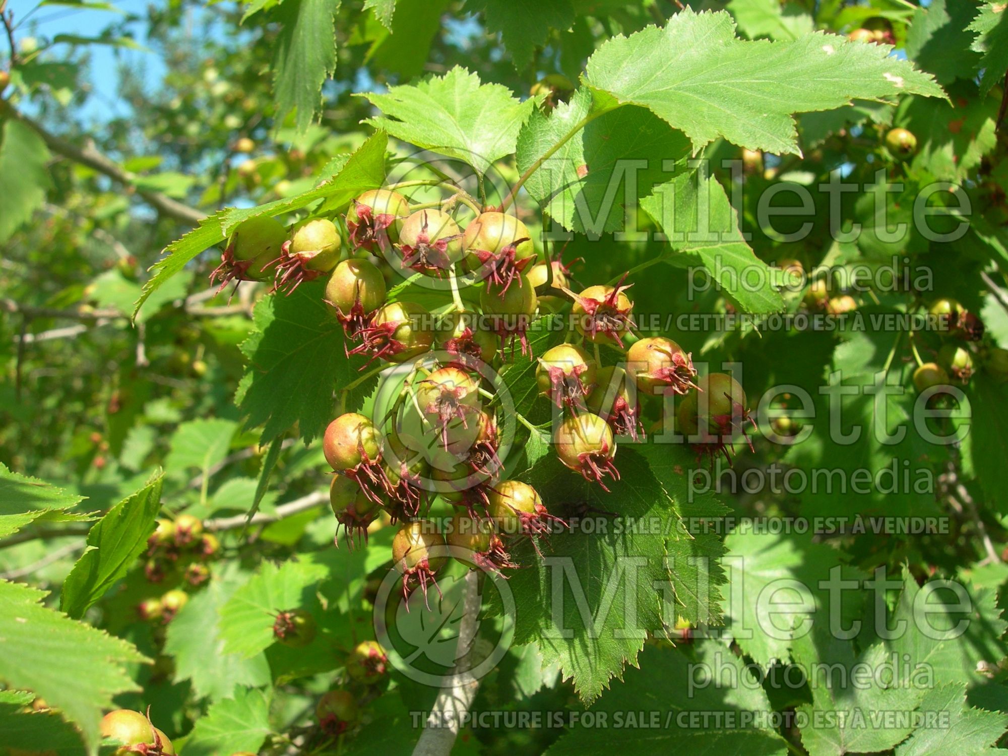 Amelanchier canadensis (Canadian serviceberry juneberry) 14
