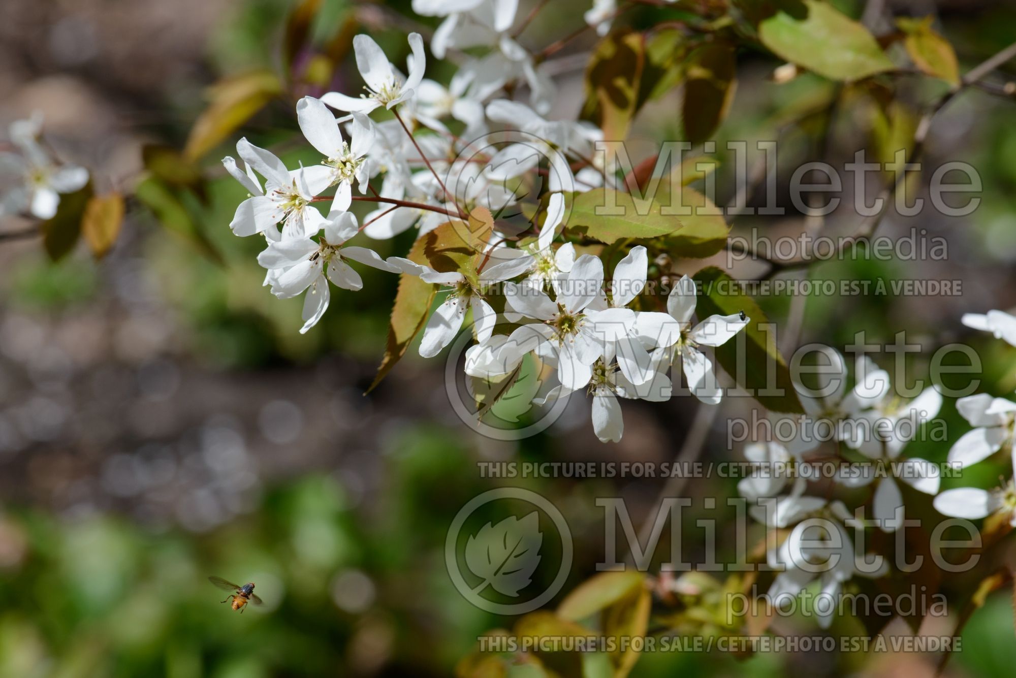 Amelanchier Snowflakes (Saskatoon Serviceberry juneberry) 2