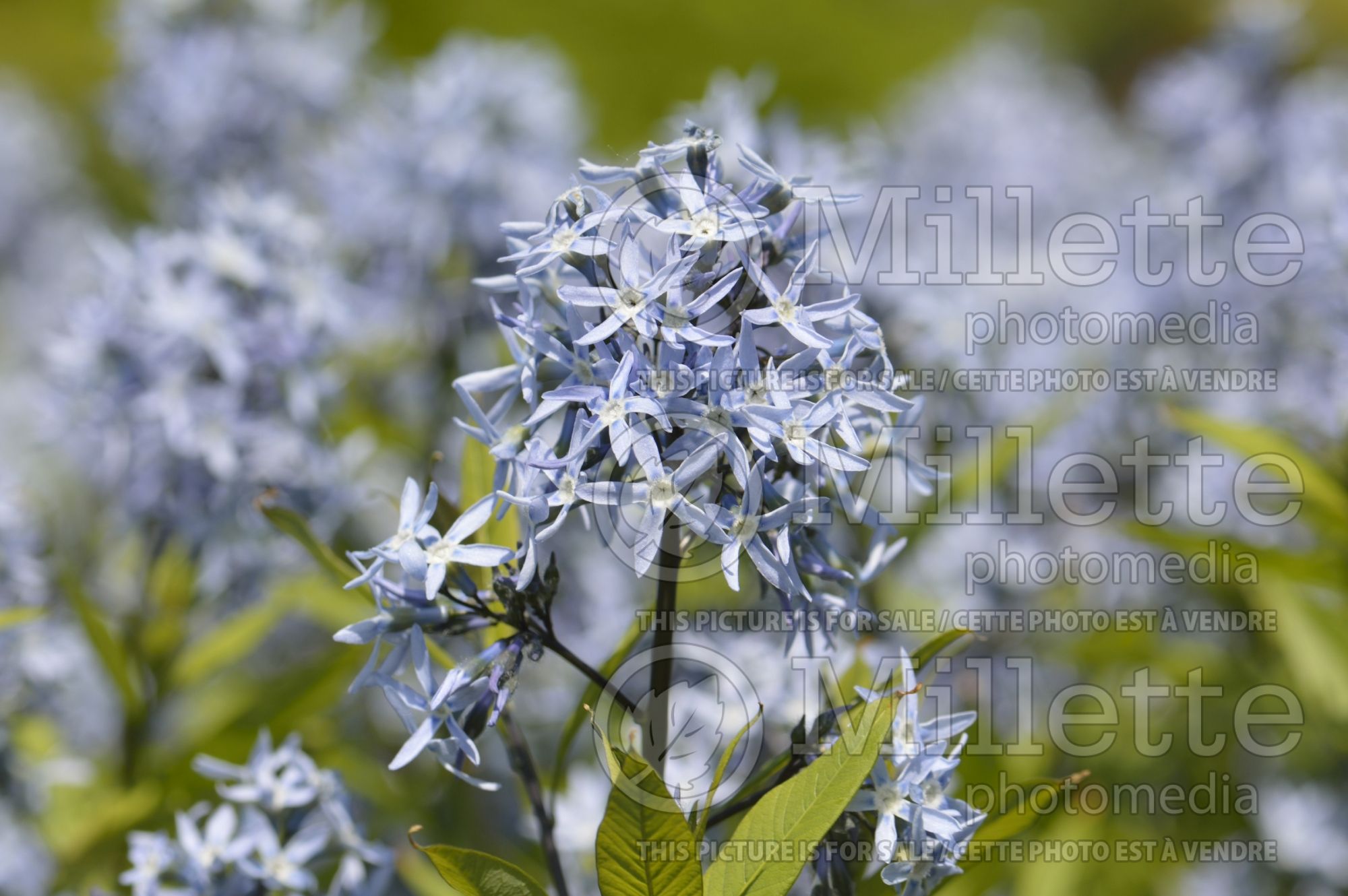 Amsonia tabernaemontana var salicifolia (Bluestar) 1