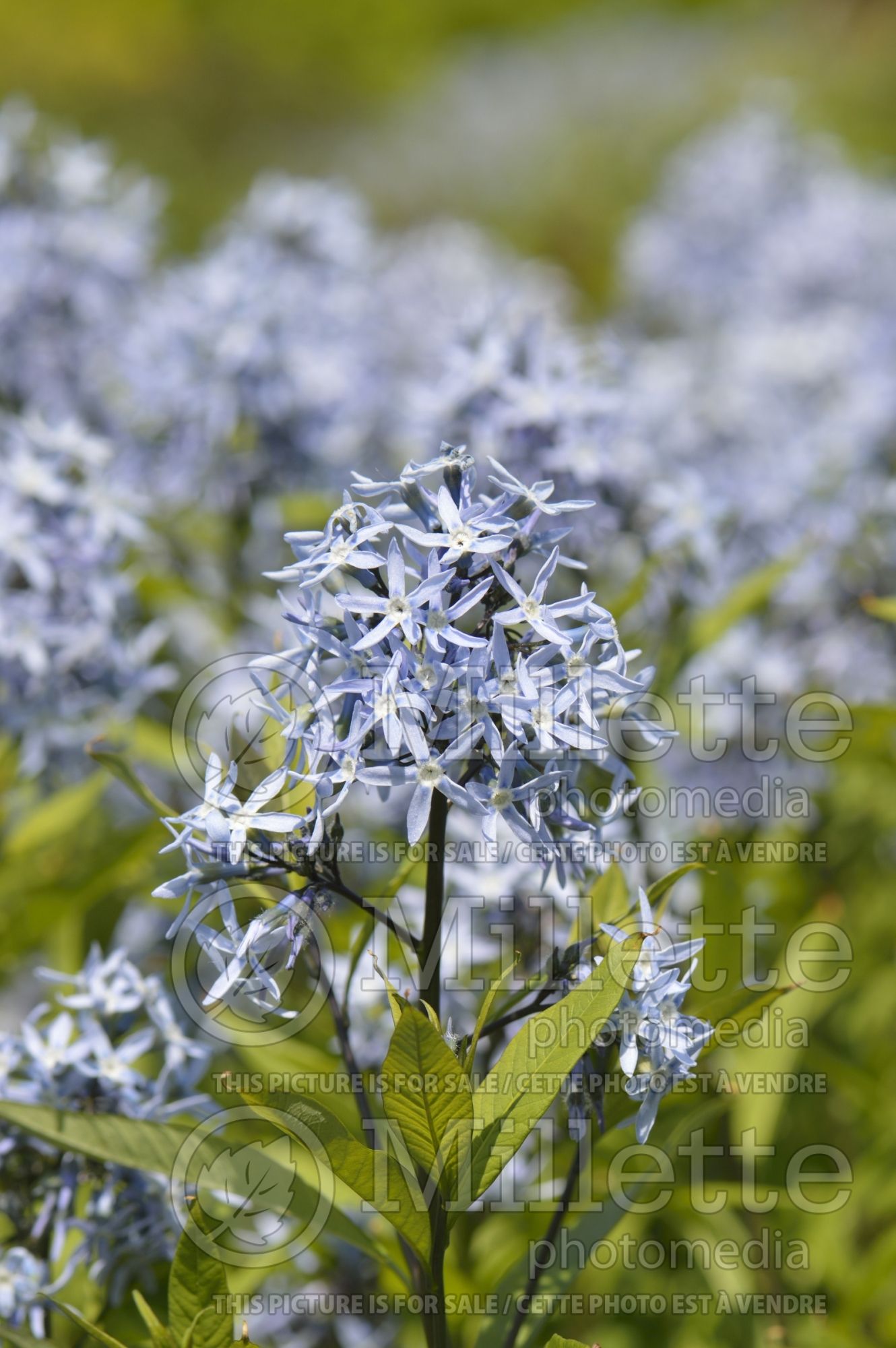 Amsonia tabernaemontana var salicifolia (Bluestar) 2