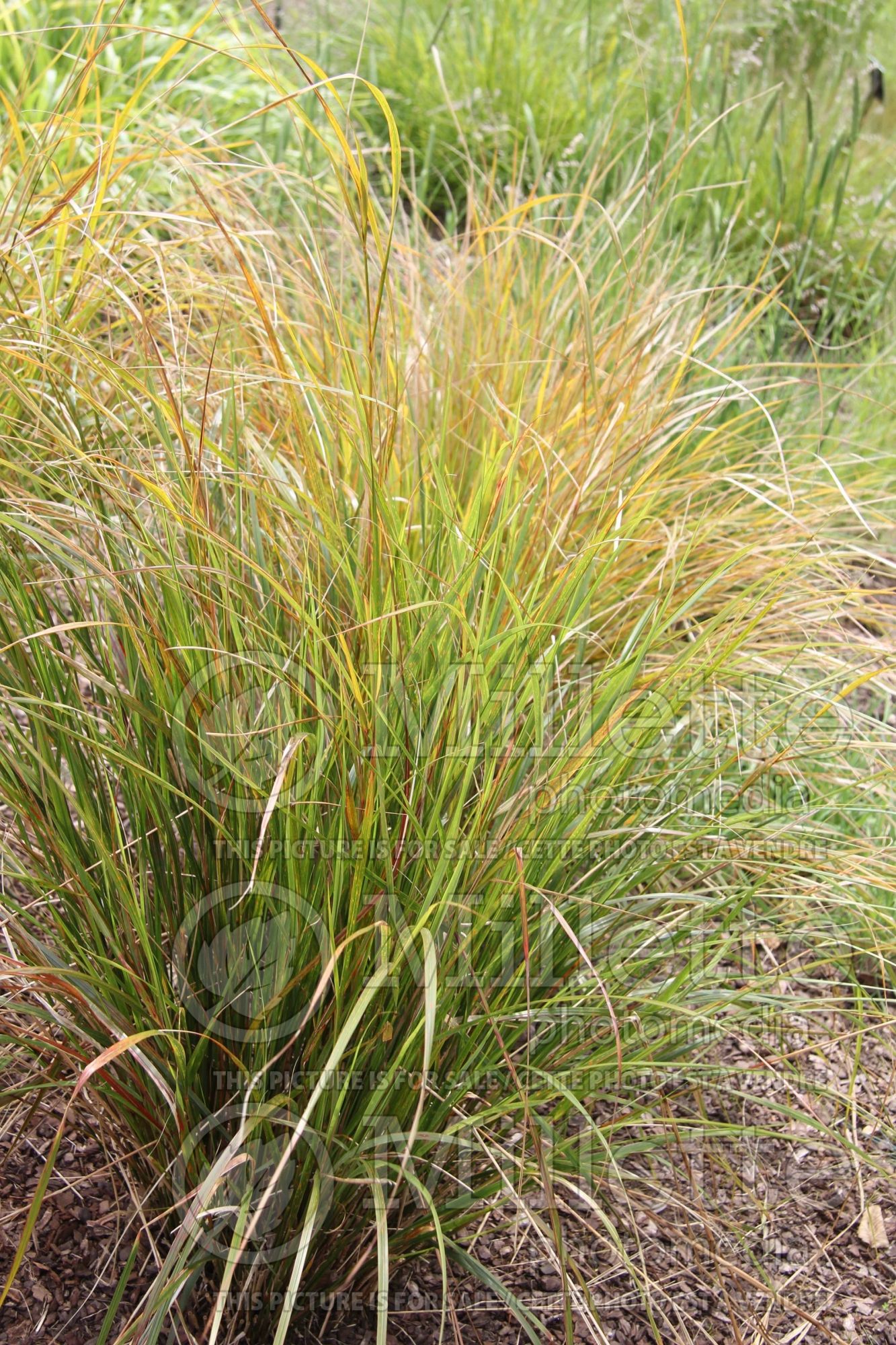 Anemanthele lessoniana (New Zealand Wind Grass ornamental grass) 1