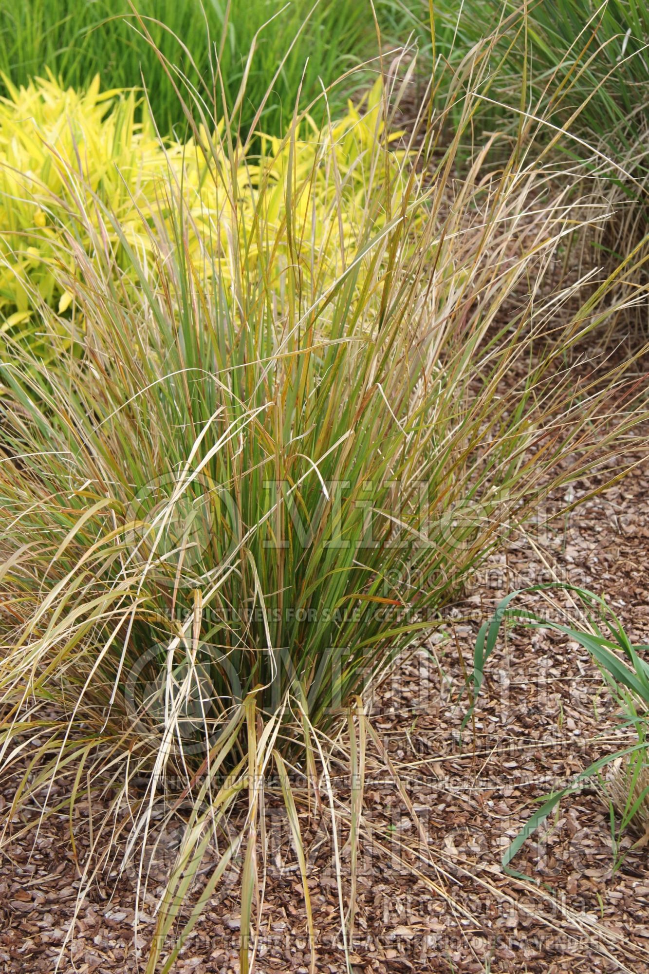 Anemanthele lessoniana (New Zealand Wind Grass ornamental grass) 3
