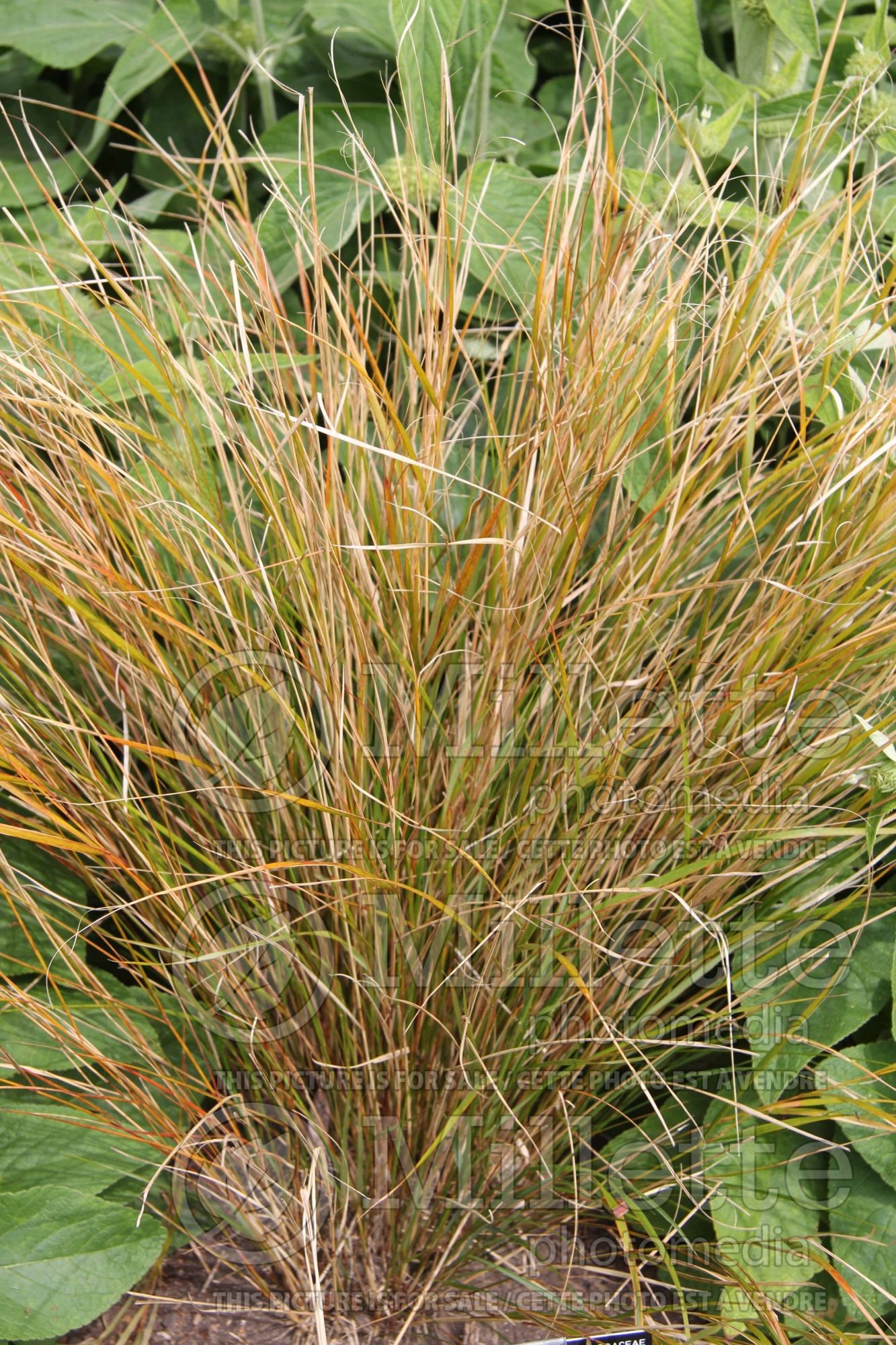 Anemanthele lessoniana (New Zealand Wind Grass ornamental grass) 4