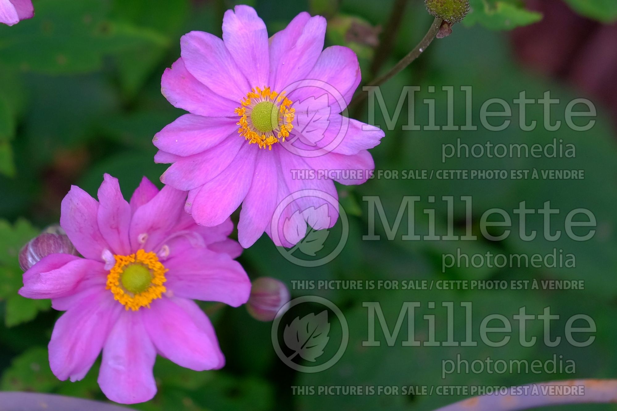 Anemone Curtain Call Deep Rose (Japanese Anemone) 3