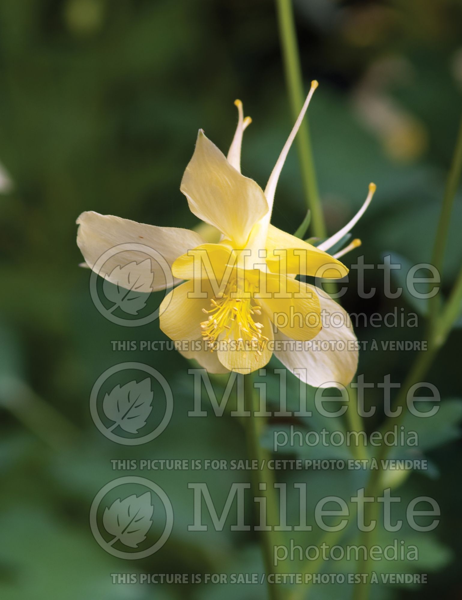Aquilegia chrysantha hinckleyana (Columbine) 3