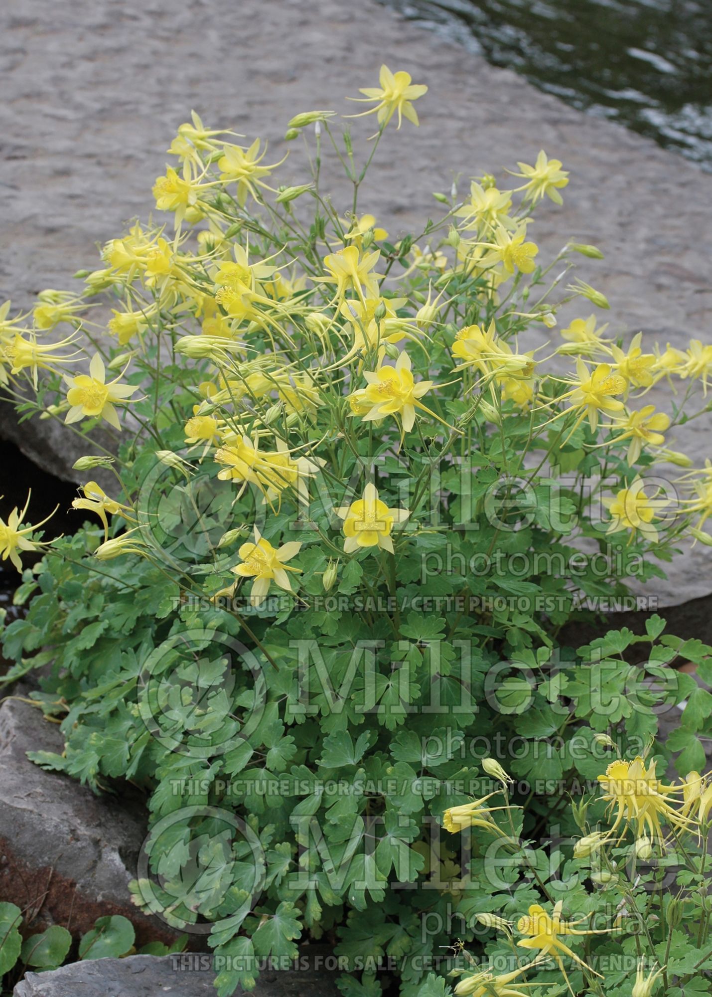 Aquilegia chrysantha hinckleyana (Columbine) 5