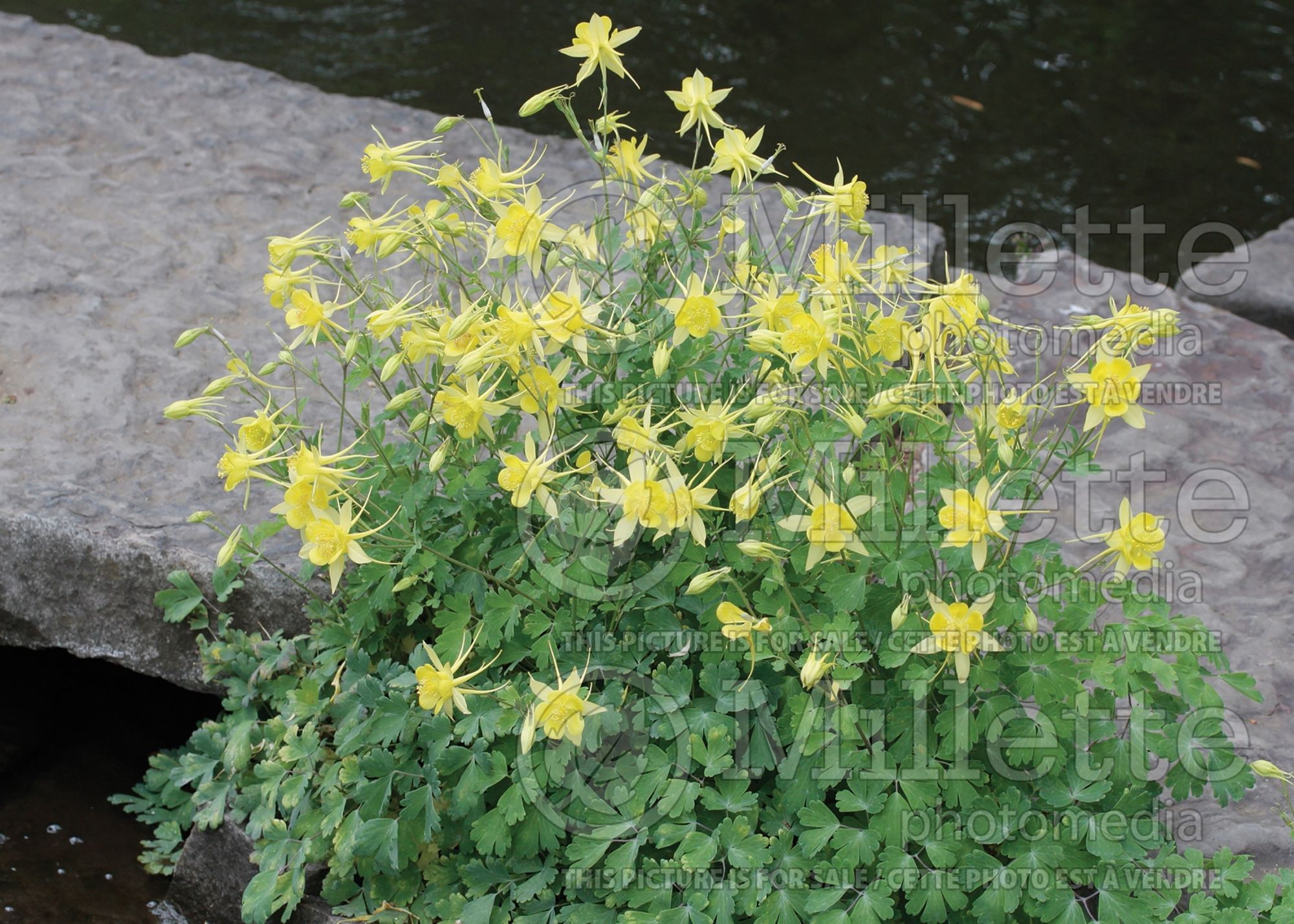 Aquilegia chrysantha hinckleyana (Columbine) 6