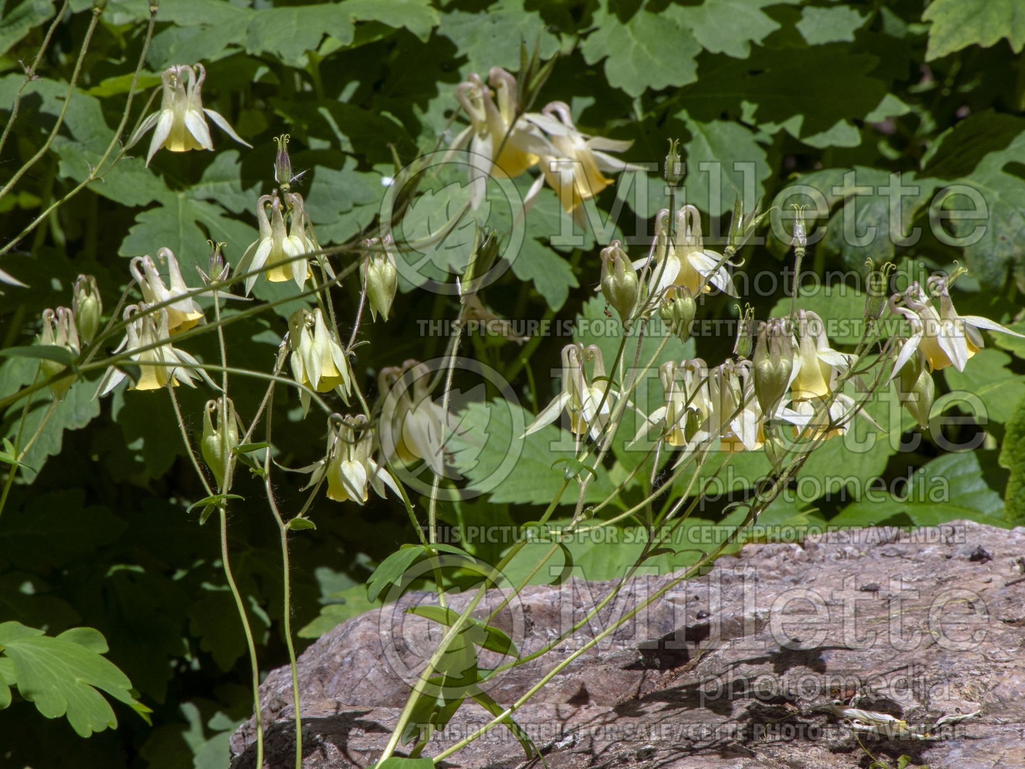 Aquilegia oxysepala (Oriental Columbine) 1