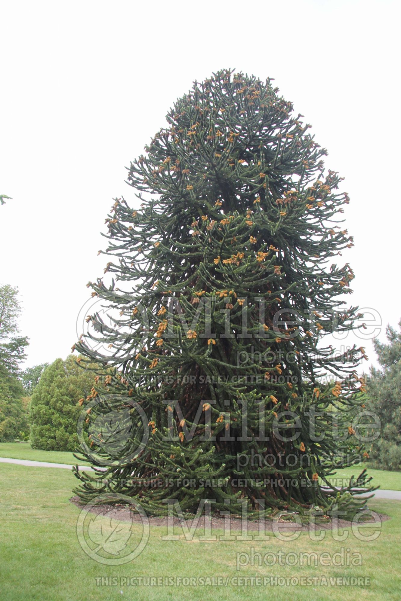 Araucaria araucana (monkey puzzle tree conifer) 1