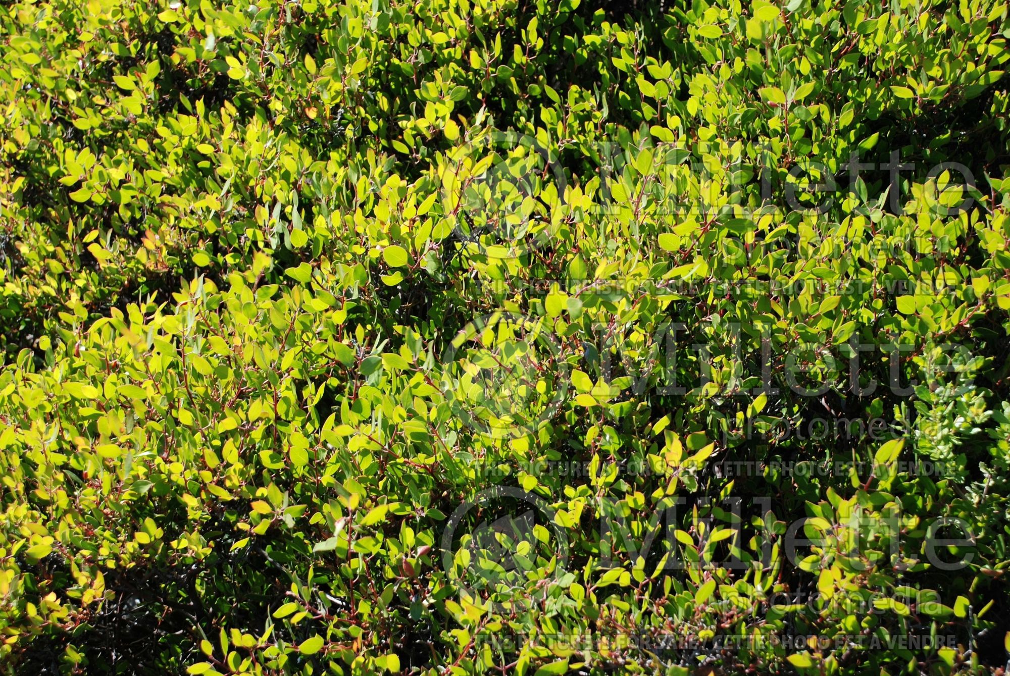 Arctostaphylos Howard Mcminn (Manzanita) 1