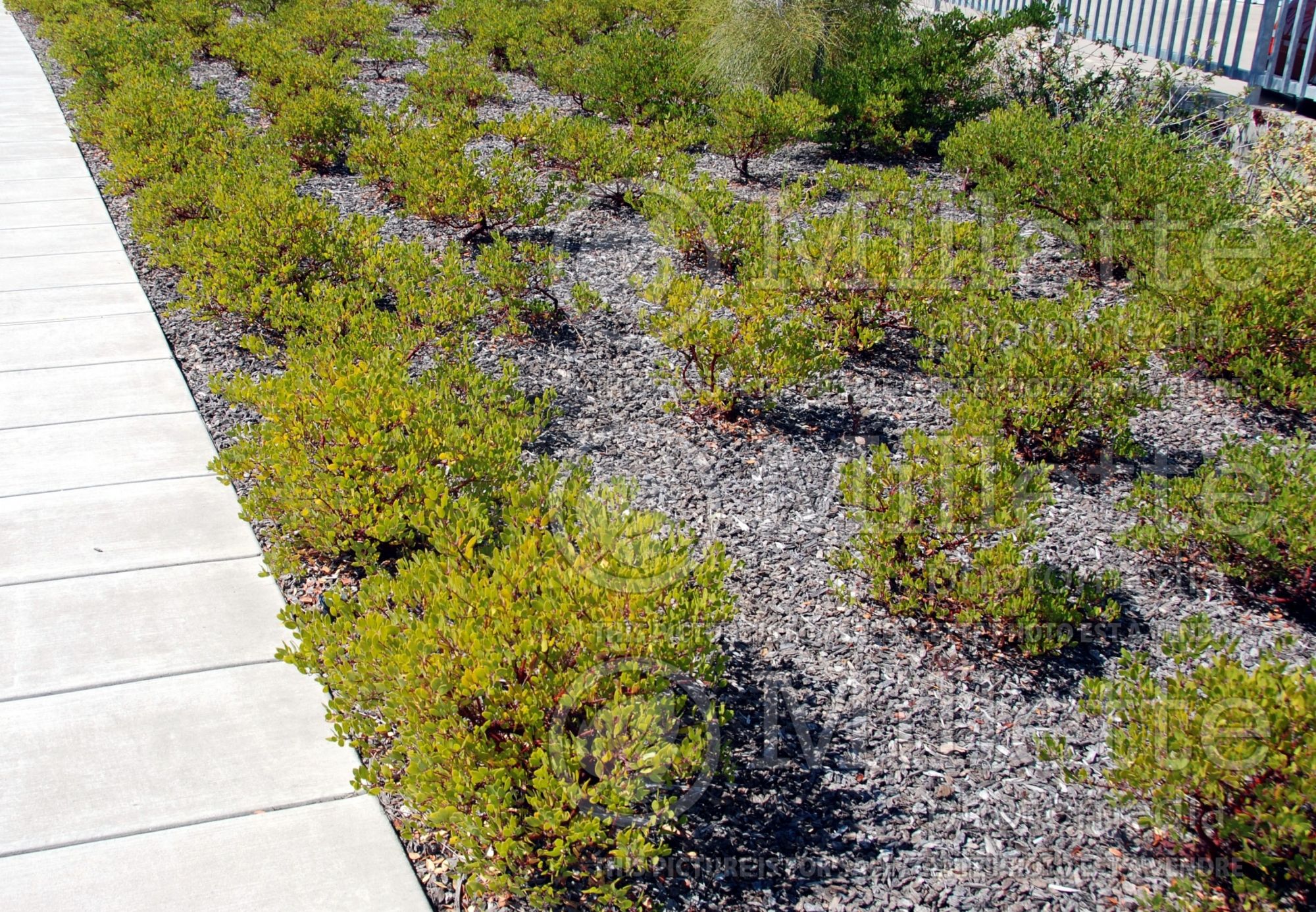 Arctostaphylos Howard Mcminn (Manzanita) 2