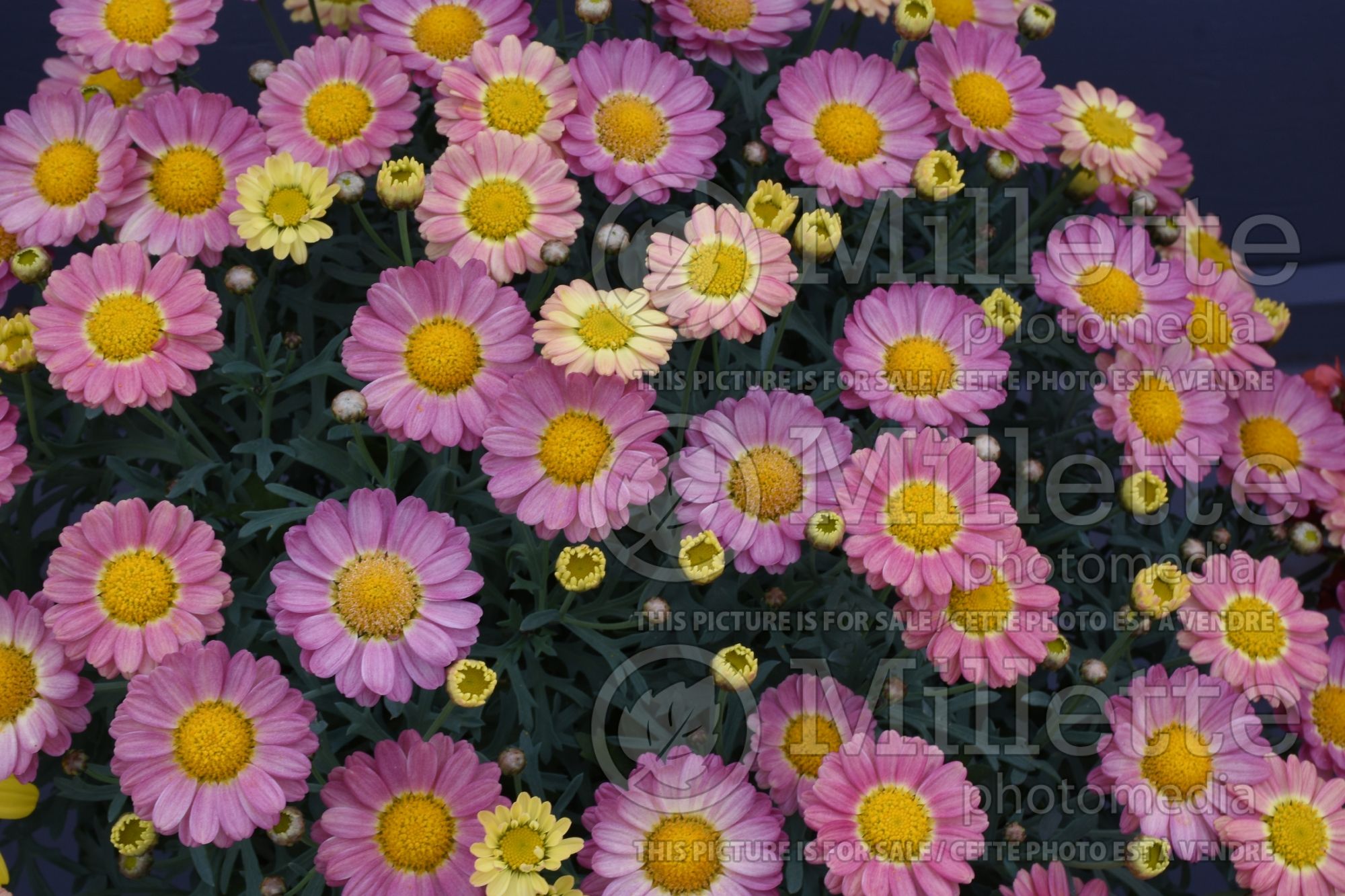 Argyranthemum Angelic Sweets (Paris daisy, marguerite daisy) 1