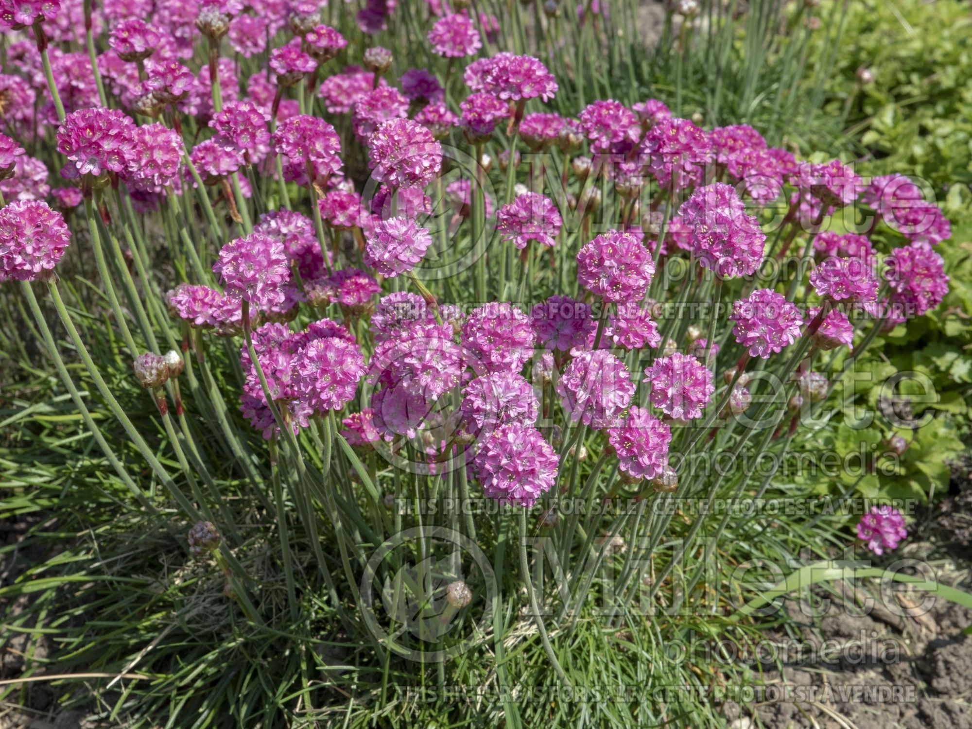 Armeria Bloodstone (Sea Thrift) 4
