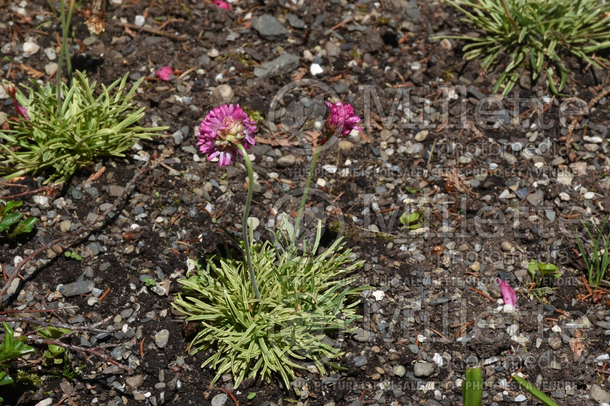 Armeria Nifty Thrifty (Sea Thrift) 1