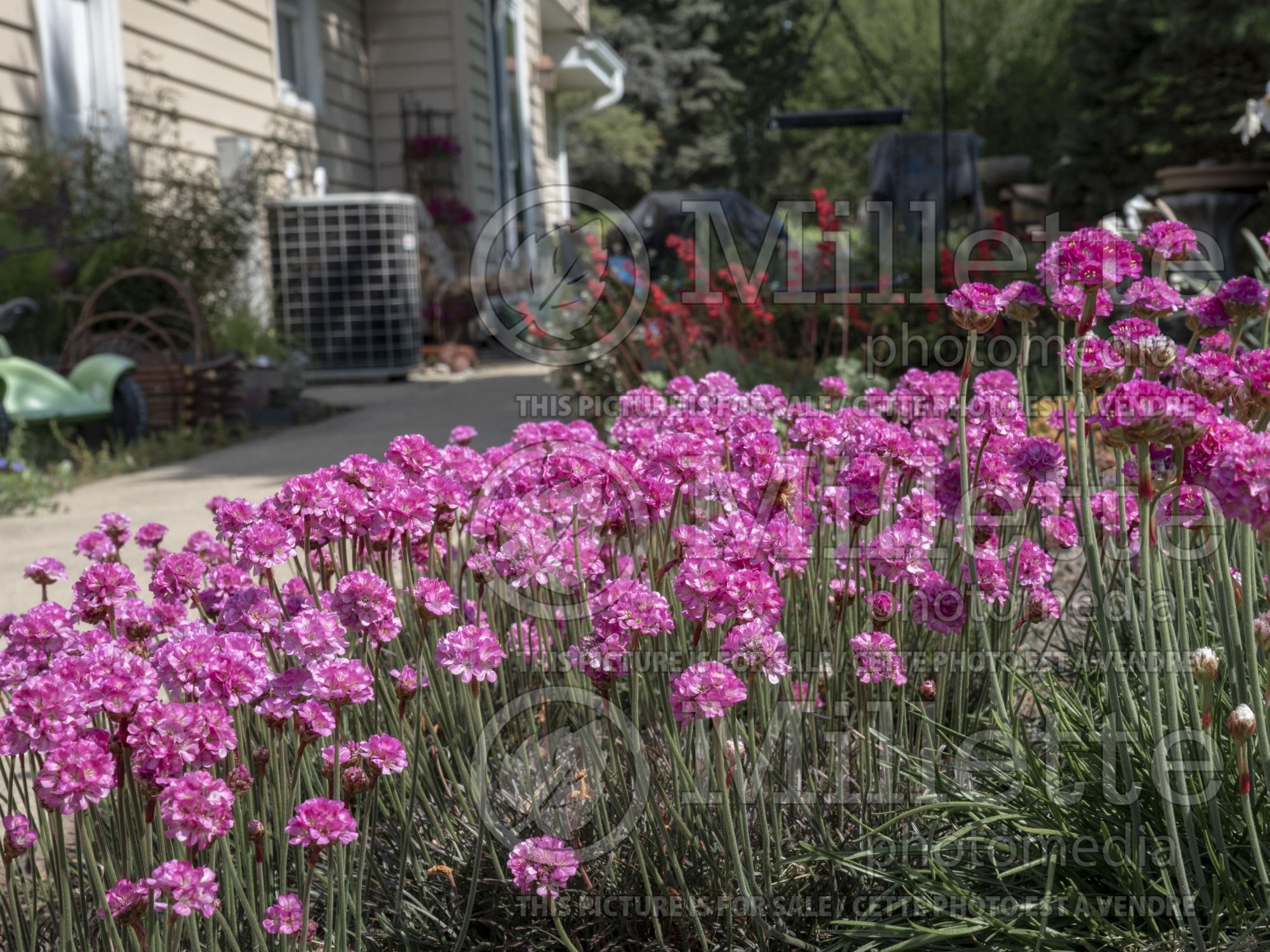 Armeria Rubrifolia (Sea Thrift) 8