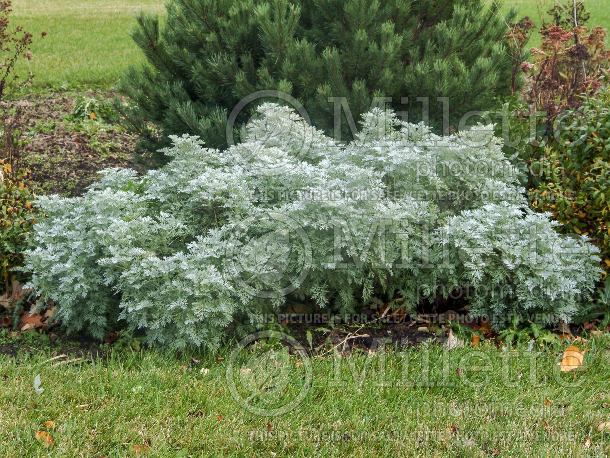Artemisia Powis Castle (Wormwood) 5