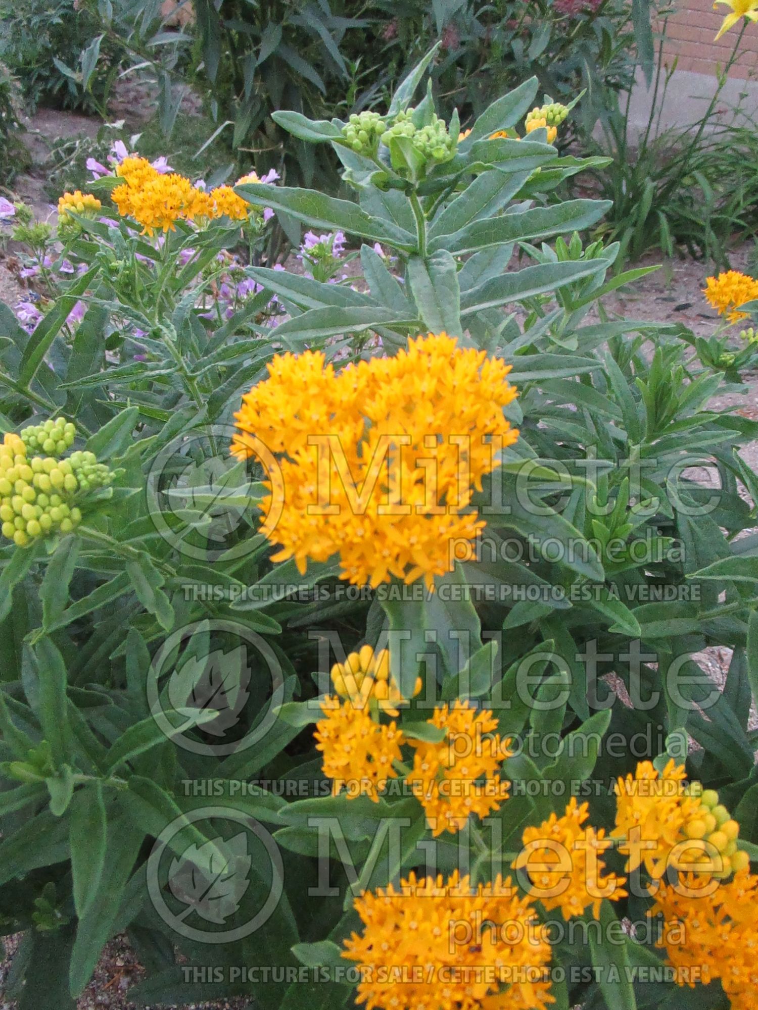 Asclepias Hello Yellow (Milkweed) 4