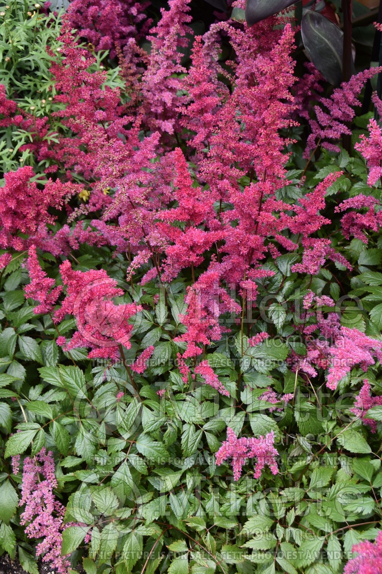 Astilbe Fanal (Astilbe) 10