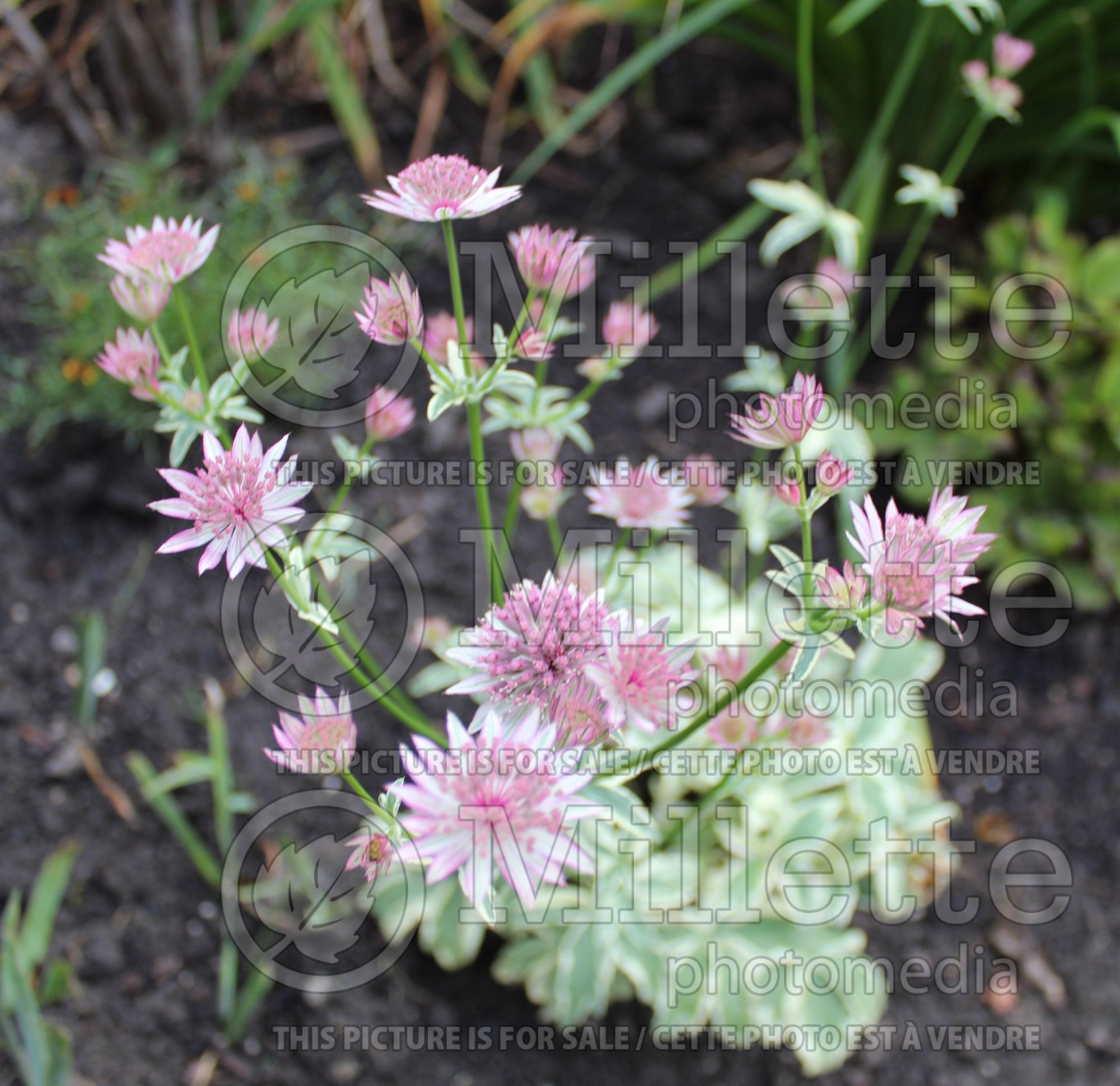 Astrantia Vanilla Gorilla (Masterwort) 7