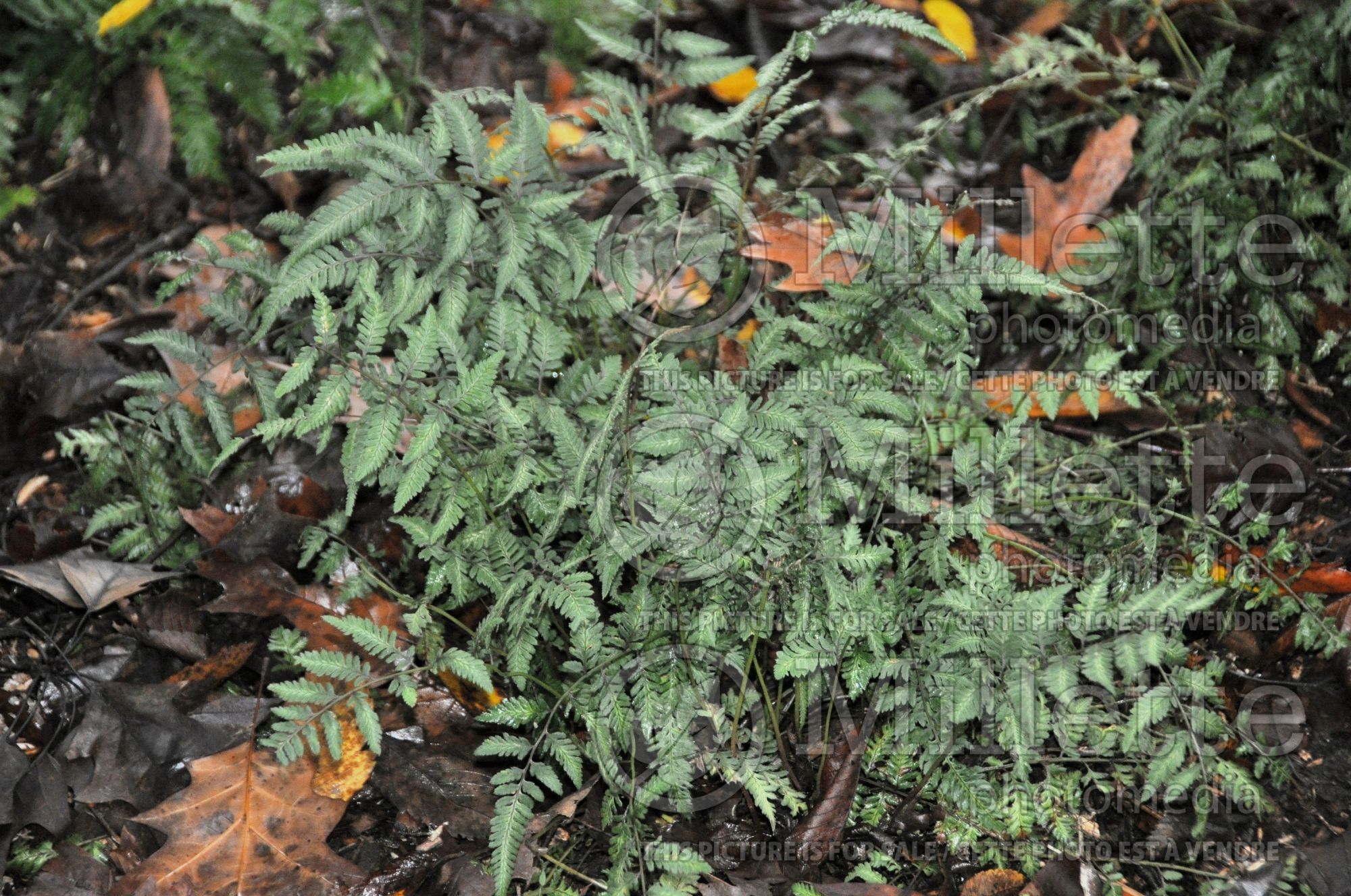Athyrium Silver Falls (Japanese painted fern) 4