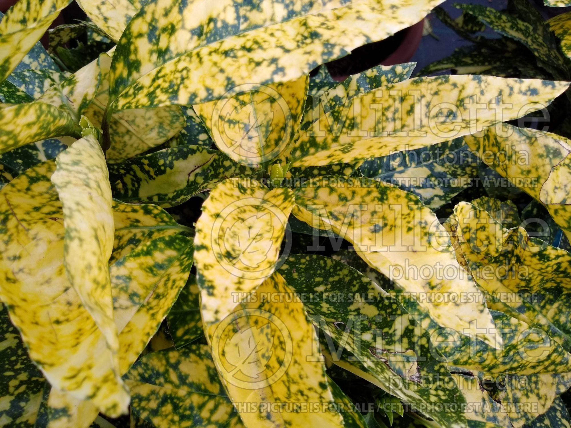 Aucuba Crotonifolia (Spotted laurel, Japanese laurel) 4