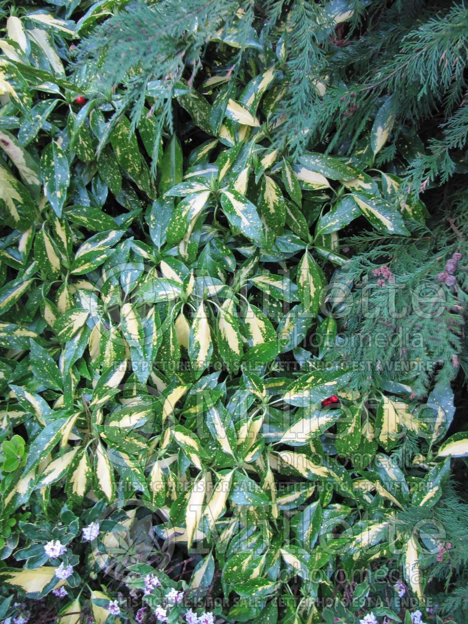 Aucuba Picturata (Japanese Laurel) 5