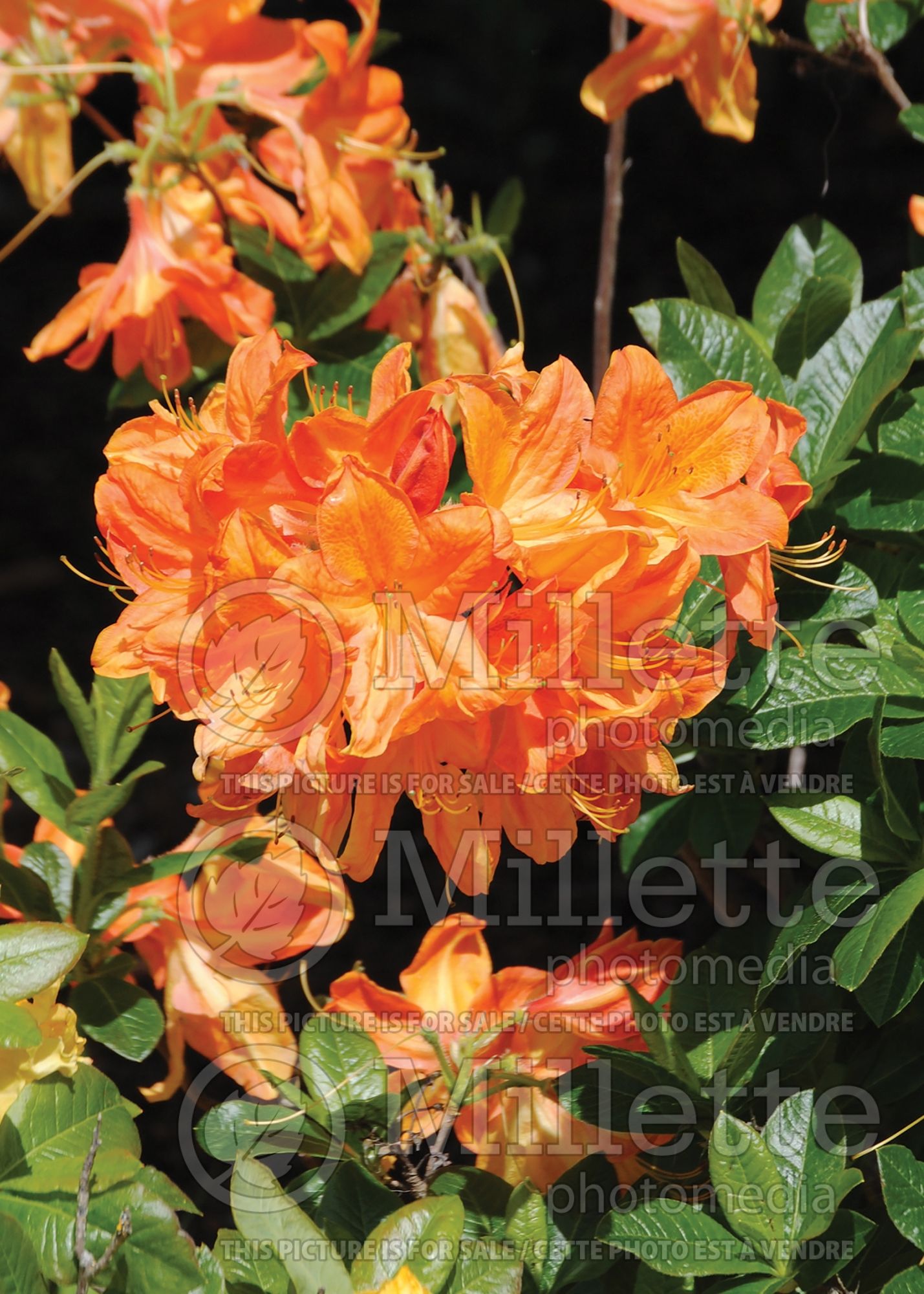 Azalea aka Rhododendron Arneson Gem (Rhododendron Azalea) 1