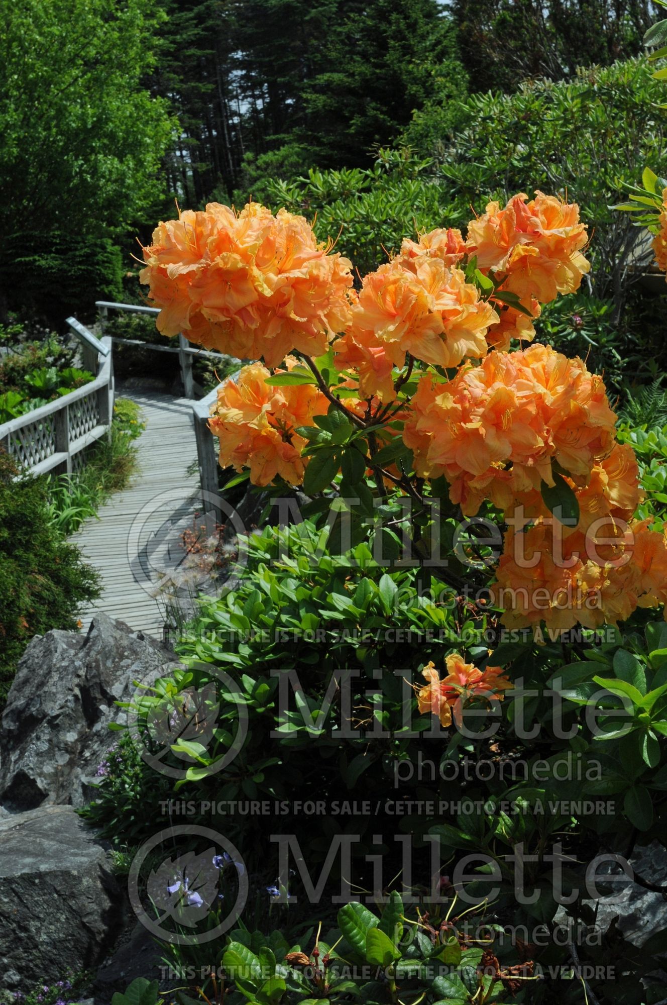 Azalea aka Rhododendron Klondyke (Rhododendron Azalea) 8
