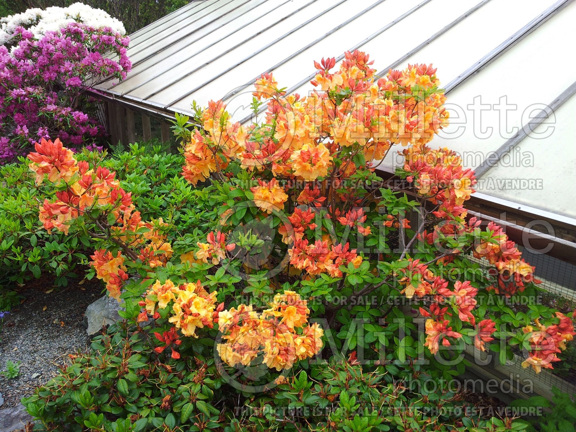 Azalea aka Rhododendron Klondyke (Rhododendron Azalea) 9