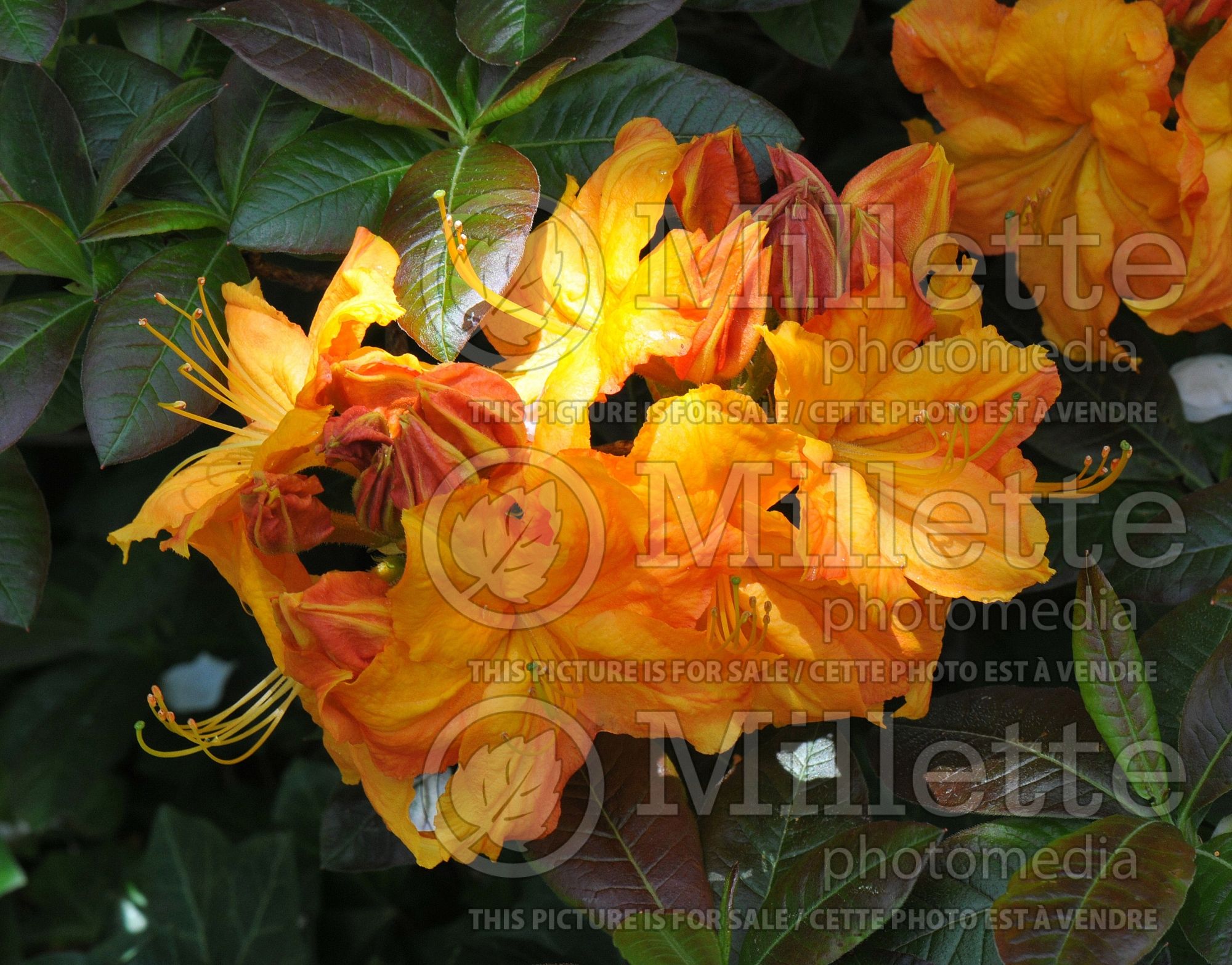 Azalea aka Rhododendron Klondyke (Rhododendron Azalea) 4