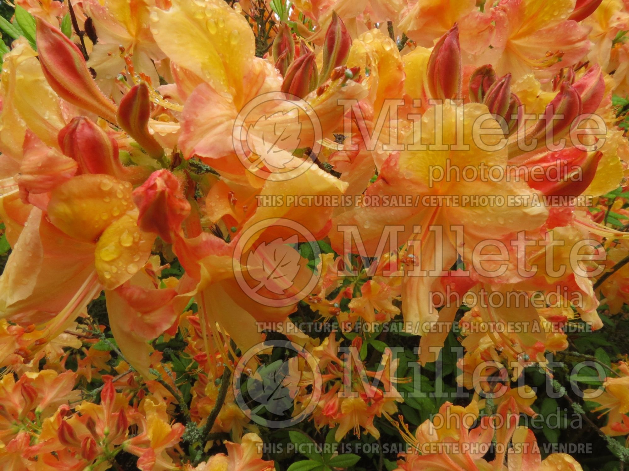 Azalea aka Rhododendron Klondyke (Rhododendron Azalea) 1