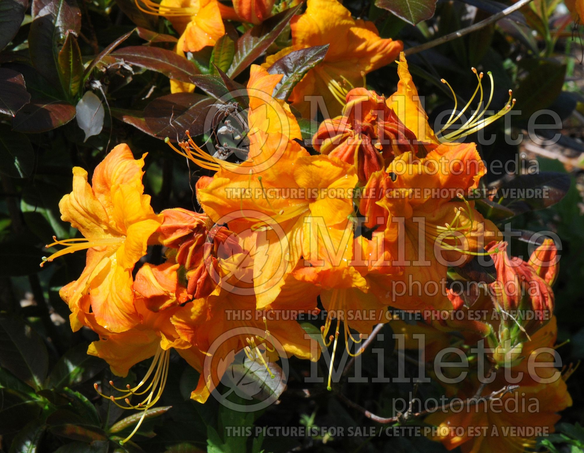 Azalea aka Rhododendron Klondyke (Rhododendron Azalea) 5