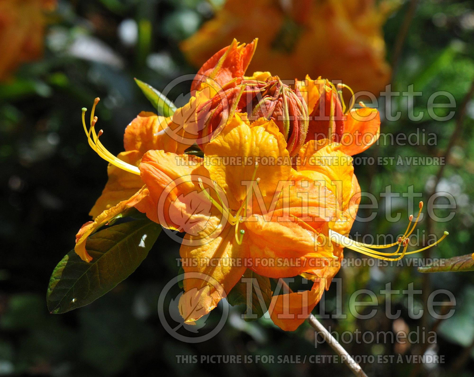 Azalea aka Rhododendron Klondyke (Rhododendron Azalea) 6