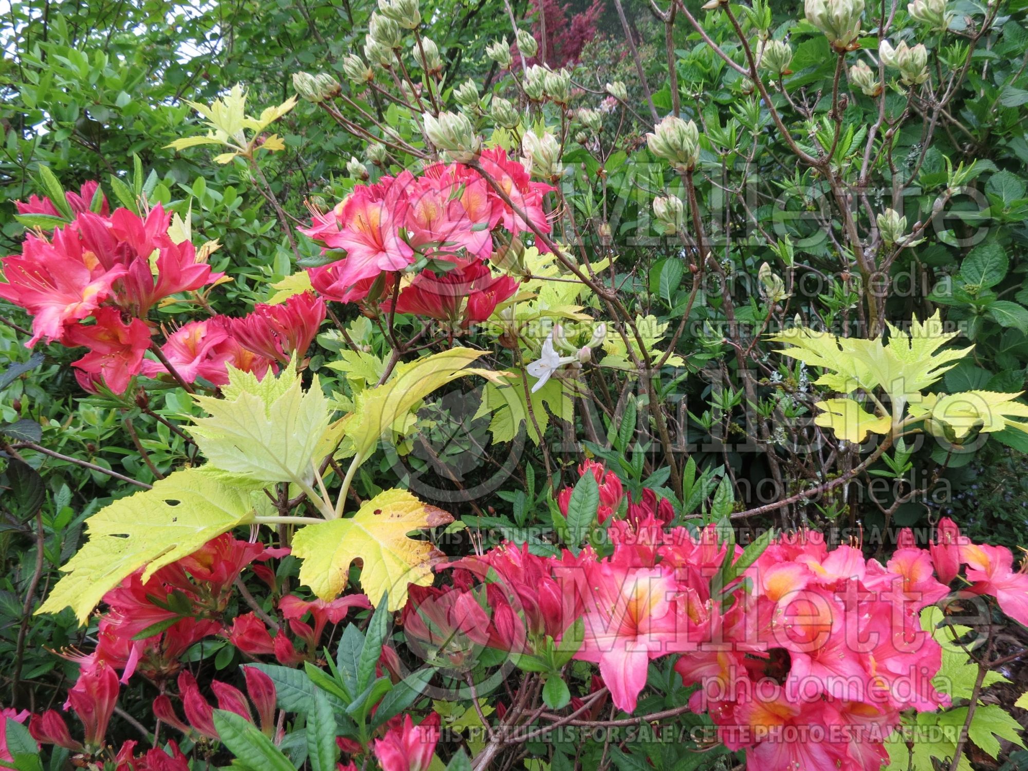 Azalea aka Rhododendron Pink-A-Boo (Rhododendron Azalea) 2