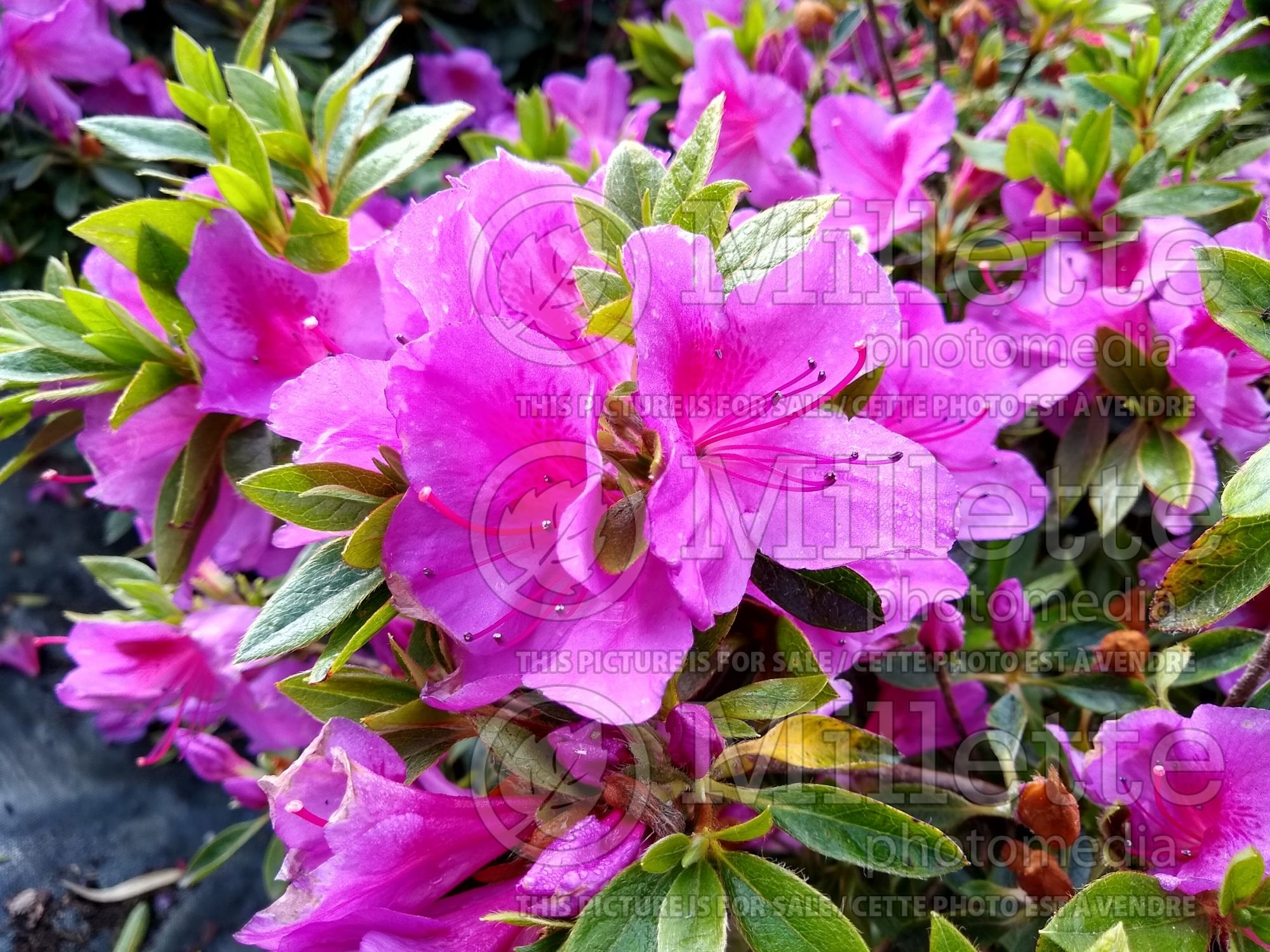 Azalea Chelsoni (Rhododendron azalea) 2