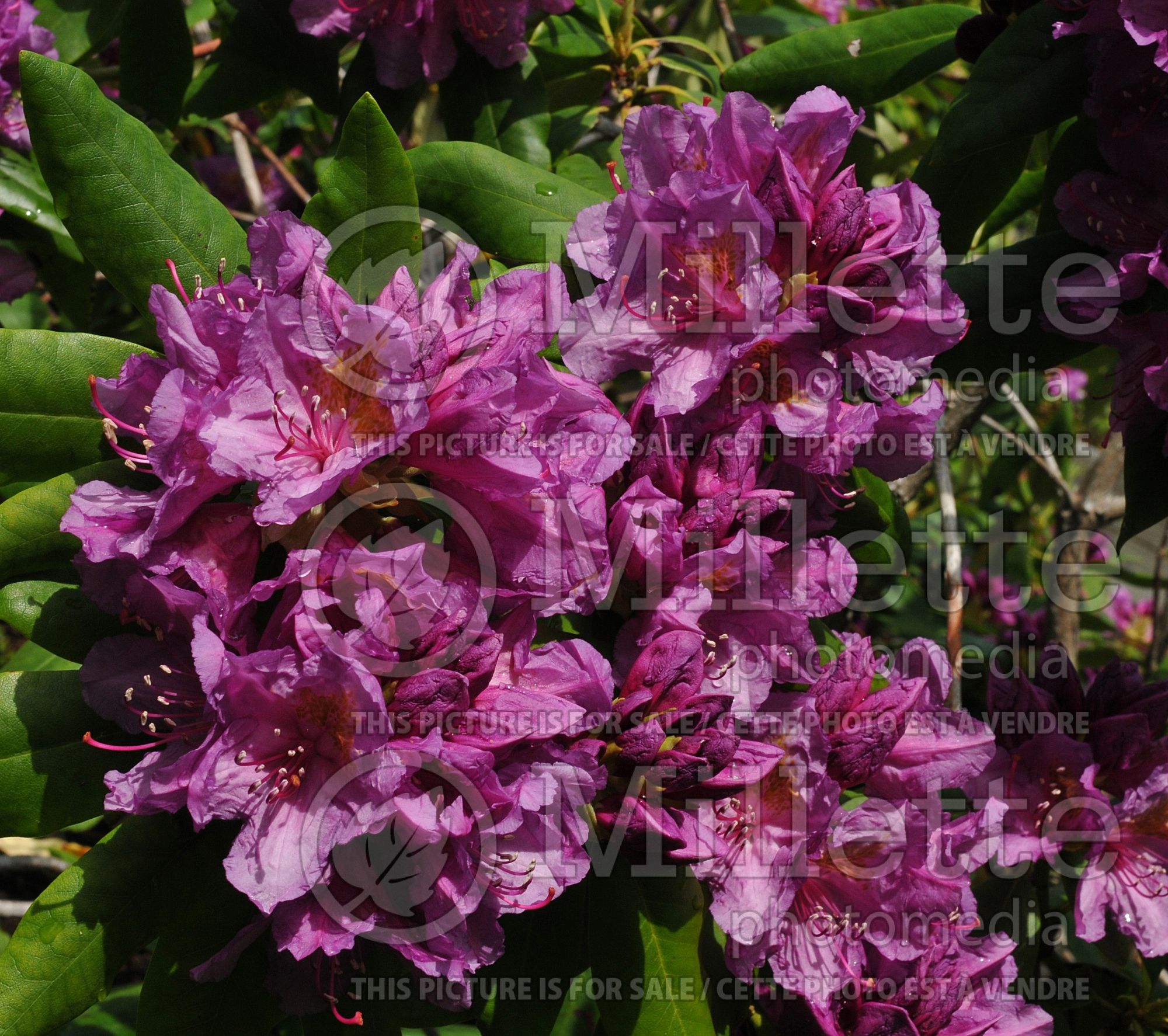 Azalea aka Rhododendron Lee's Dark Purple (Rhododendron Azalea) 13