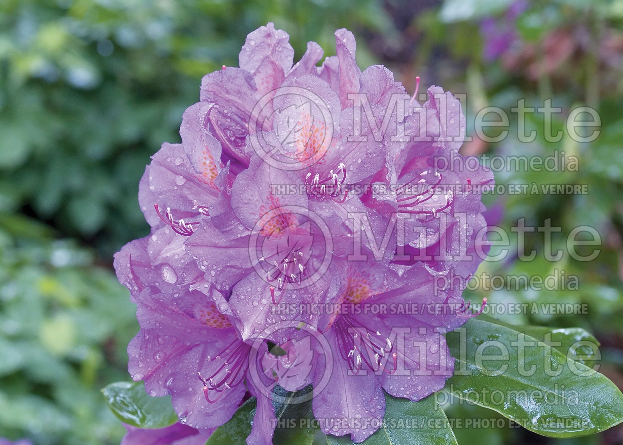 Azalea aka Rhododendron Lee's Dark Purple (Rhododendron Azalea) 15