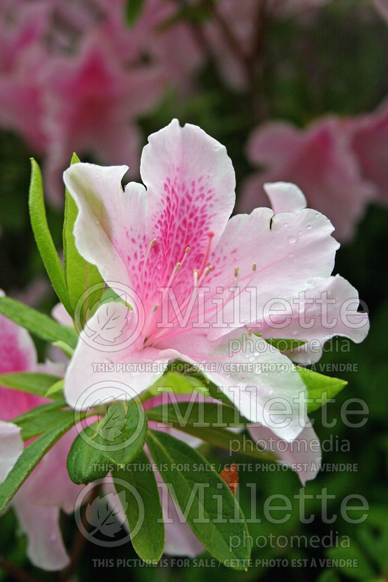 Rhododendron aka azalea George Taber (Rhododendron azalea) 2