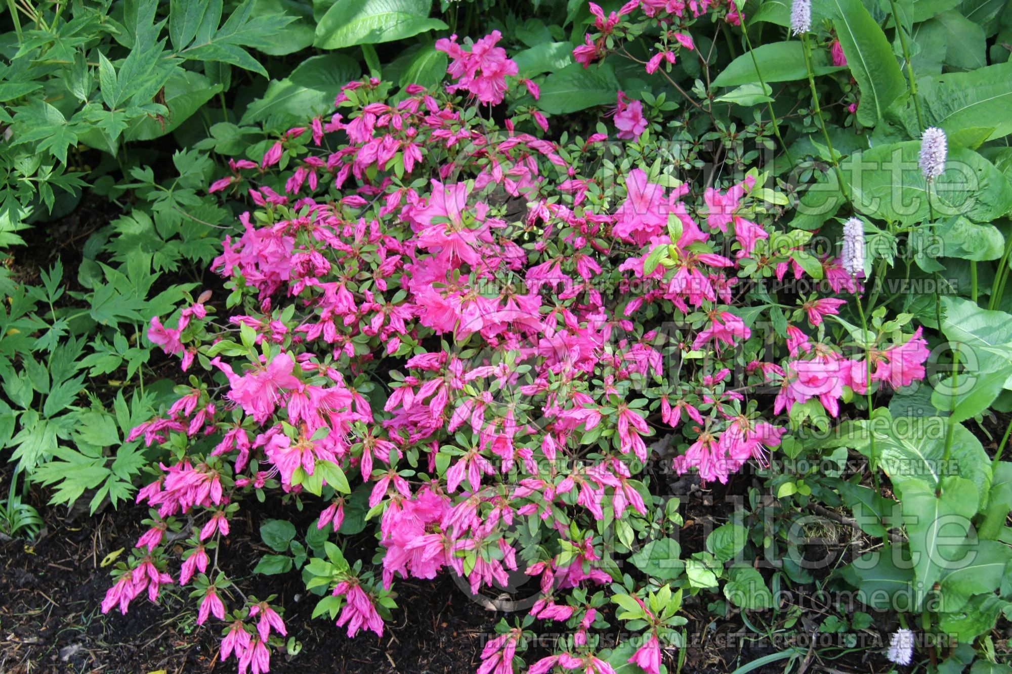 Azalea or Rhododendron Shelley (Rhododendron azalea) 1